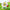 watering Bob Minions Flower Garden collectible figure
