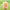Winnie The Pooh butterfly fairy figure with pink wings against soft green grass scene