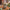 MINISO Zootopia Bogo character blind box figure scene shot